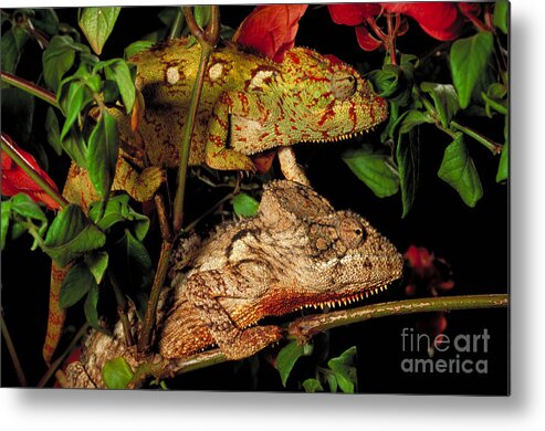 Chameleon Metal Print featuring the photograph Chameleons by Art Wolfe