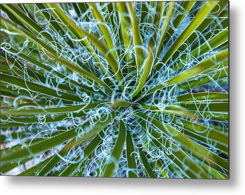 Nature Metal Print featuring the photograph Chaos by Jonathan Nguyen