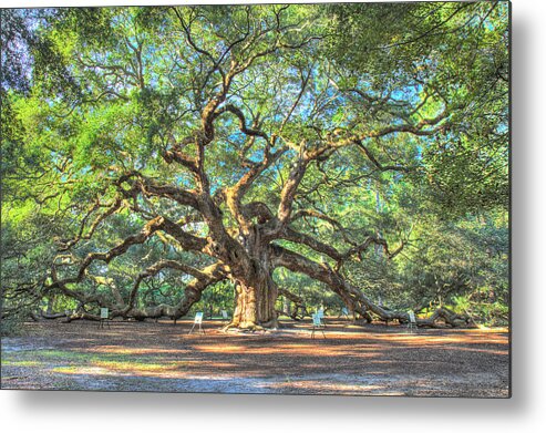 Live Oak Metal Print featuring the photograph Charleston's Angel Oak tree by Pierre Leclerc Photography