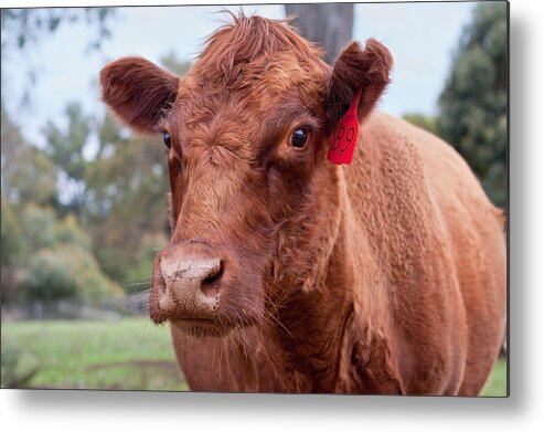 Cow Metal Print featuring the photograph Charlotte by Michelle Wrighton