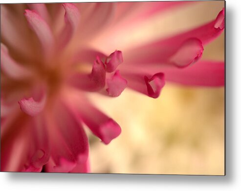 Pink Mum Metal Print featuring the photograph Charm Catcher by Wanda Brandon