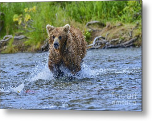 Brown Bear Metal Print featuring the photograph Chasing the elusive salmon by Dan Friend