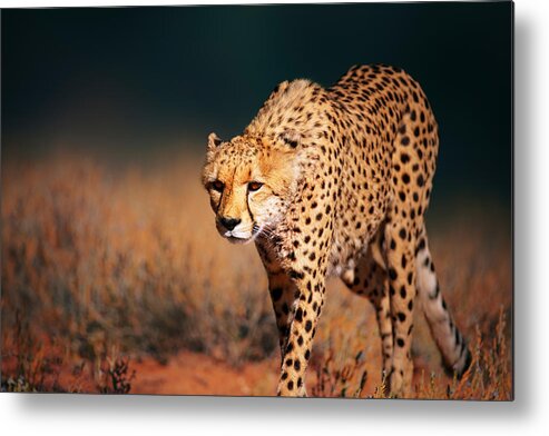 Cheetah Metal Print featuring the photograph Cheetah approaching from the front by Johan Swanepoel