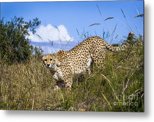 Cheetah Metal Print featuring the photograph Cheetah Stalking by Jennifer Ludlum