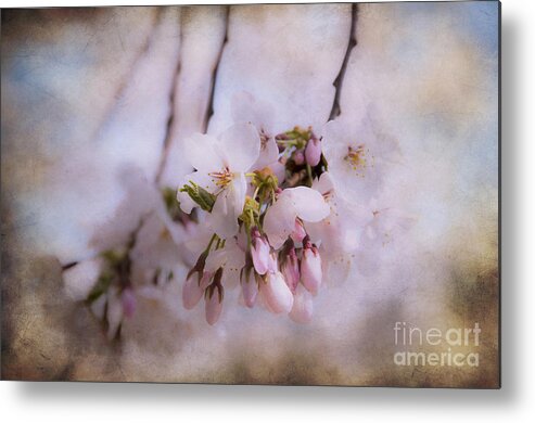 Cherry Metal Print featuring the photograph Cherry Blossom Dreams by Terry Rowe