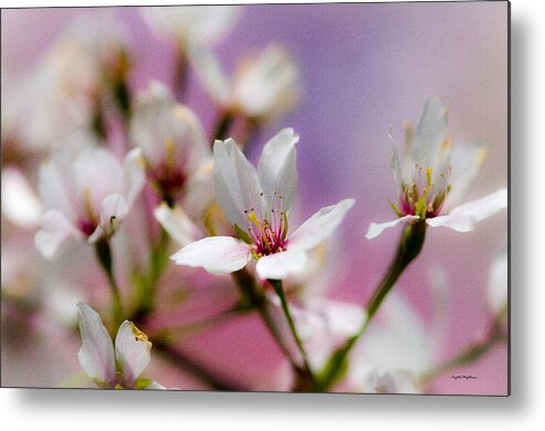 Cherry Blossom Trees Metal Print featuring the photograph Cherry Blossom Flower by Crystal Wightman