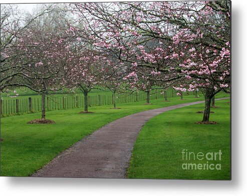 Cherry Blossoms Metal Print featuring the photograph Cherry Blossom Path by Gee Lyon