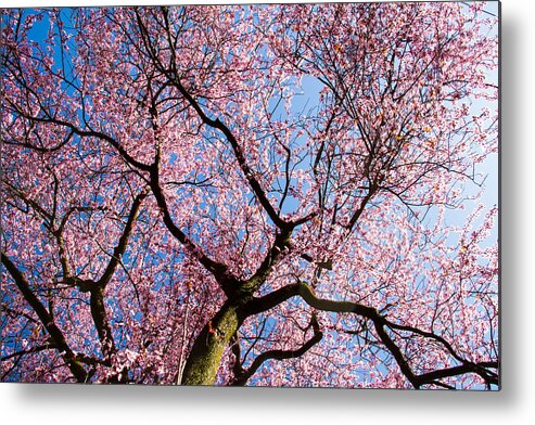 Faa_export Metal Print featuring the photograph Cherry Blossoms all over by Kunal Mehra
