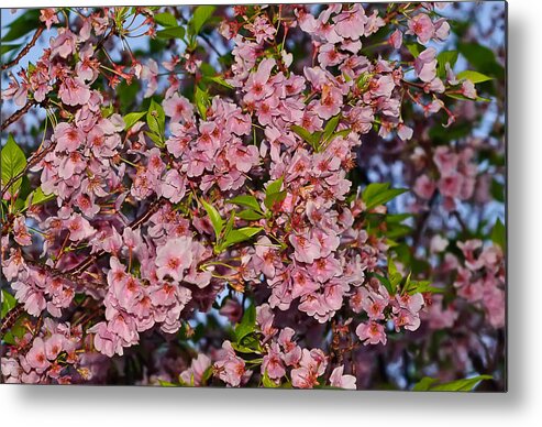 America Metal Print featuring the photograph Cherry Blossoms in Our Nation's Capital by Mitchell R Grosky