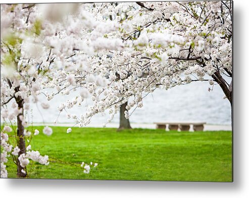 Cherry Metal Print featuring the photograph Cherry blossoms on the shore of Fort McHenry by Good Focused