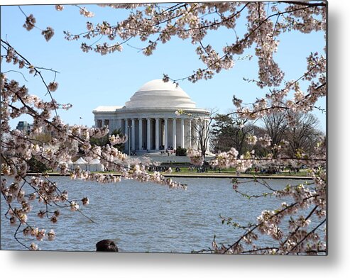 Cherry Metal Print featuring the photograph Cherry Blossoms with Jefferson Memorial - Washington DC - 01131 by DC Photographer