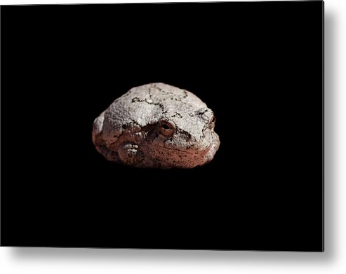 Toad Metal Print featuring the photograph Cheshire Toad by Paul Johnson