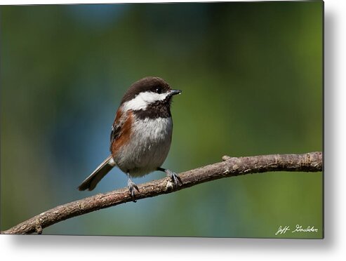 Animal Metal Print featuring the photograph Chestnut Backed Chickadee Perched on a Branch by Jeff Goulden