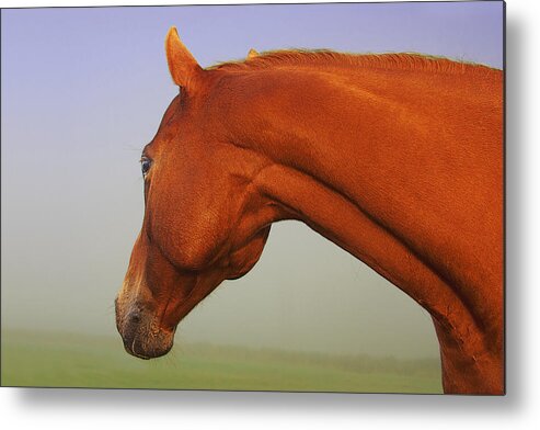 Horse Imagery Metal Print featuring the photograph Chestnut by David Davies