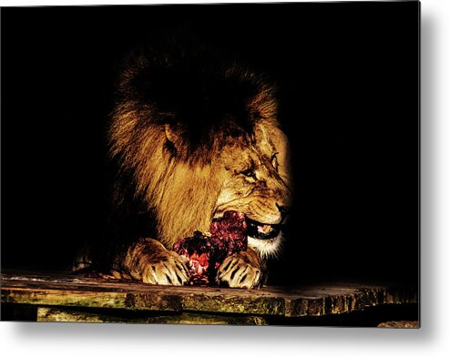 Lion Metal Print featuring the photograph Chew on That by Martin Newman