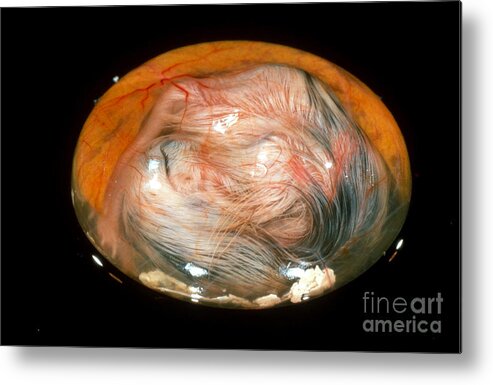 Chicken Metal Print featuring the photograph Chick Embryo On 17th Day by Jerome Wexler