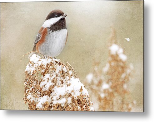 Chickadee Metal Print featuring the photograph Chickadee and Falling Snow by Peggy Collins