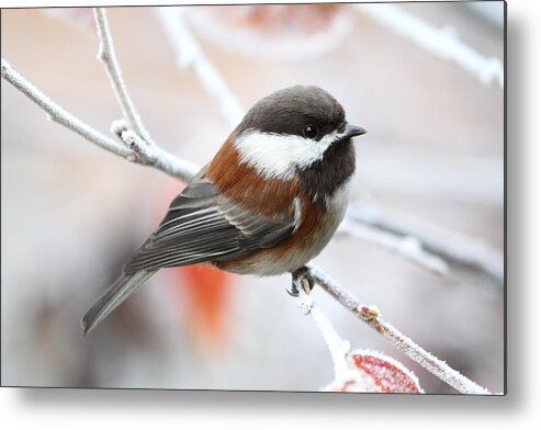 Chickadee Metal Print featuring the photograph Chickadee in Winter by Peggy Collins