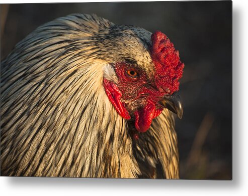 Chicken Metal Print featuring the photograph Chicken by Steve Myrick