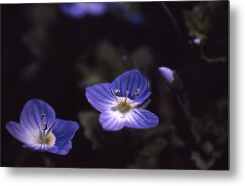 Retro Images Archive Metal Print featuring the photograph Chickweed by Retro Images Archive