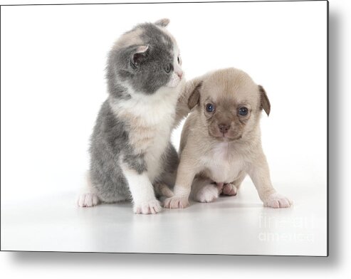 Cat Metal Print featuring the photograph Chihuahua Puppy And British Shorthair by John Daniels