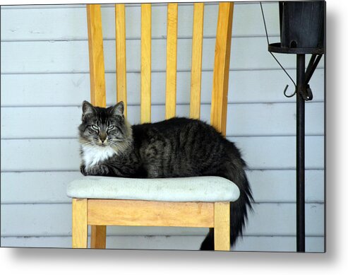 Cat Metal Print featuring the photograph Chillin by Camille Lopez