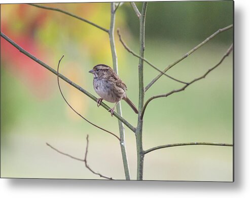 White Throated Sparrow Metal Print featuring the photograph Chillin' by Cathy Kovarik