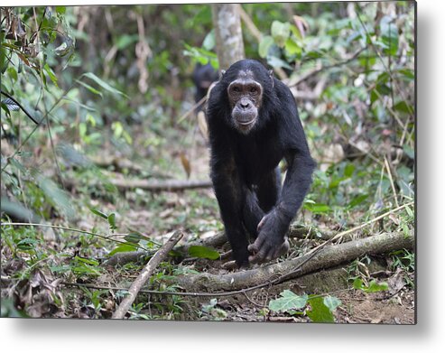 Feb0514 Metal Print featuring the photograph Chimpanzee Male Walking Tanzania by Konrad Wothe