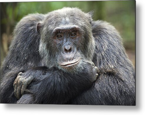 Feb0514 Metal Print featuring the photograph Chimpanzee Male Western Uganda by Suzi Eszterhas