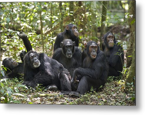 Feb0514 Metal Print featuring the photograph Chimpanzees On Forest Floor Uganda by Suzi Eszterhas