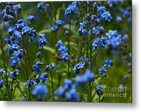 Chinese Forget Me Nots And Honey Bee Metal Print featuring the photograph Chinese Forget Me Nots and Honey Bee by Byron Varvarigos