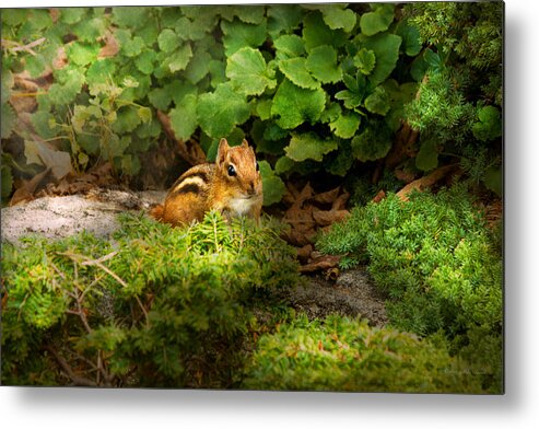 Chipmunk Metal Print featuring the photograph Chipmunk - What a cutie by Mike Savad