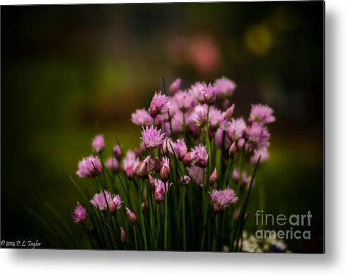 Floral Metal Print featuring the photograph Chives by Pamela Taylor