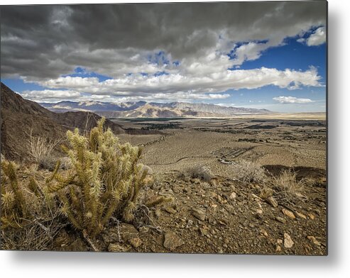 Landscape Metal Print featuring the photograph Cholla View by Dave Hall