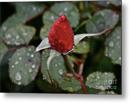 Rose Bud Metal Print featuring the photograph Christmas bud by Dan Hefle