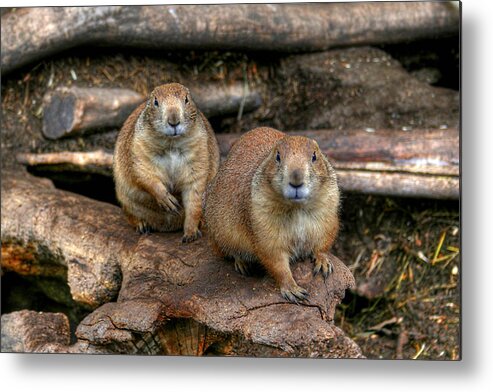 Summer Metal Print featuring the photograph Chubby Pair by Larry Trupp