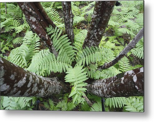 Feb0514 Metal Print featuring the photograph Cinnamon Ferns On Forest Floor Canada by Scott Leslie
