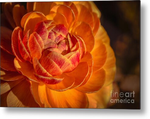 Flower Metal Print featuring the photograph Citrus Beauty by Ana V Ramirez