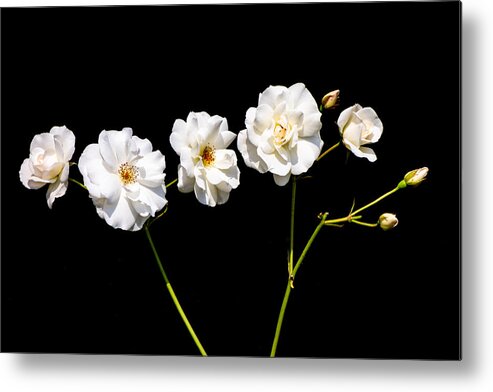 Roses Metal Print featuring the photograph Classic and minimalist white roses on black by Matthias Hauser