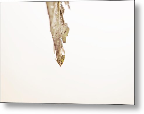 Leaf Metal Print featuring the photograph Claw by Sue Capuano