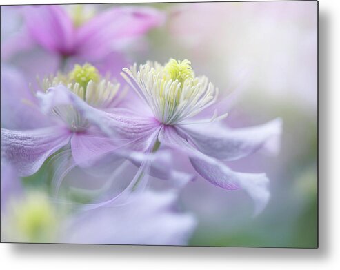 Clematis Metal Print featuring the photograph Clematis 'mayleen' by Jacky Parker