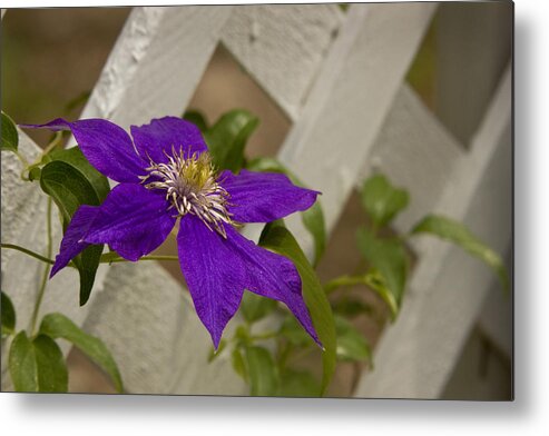 Purple Metal Print featuring the photograph Clematis on Lattice by Robert Camp