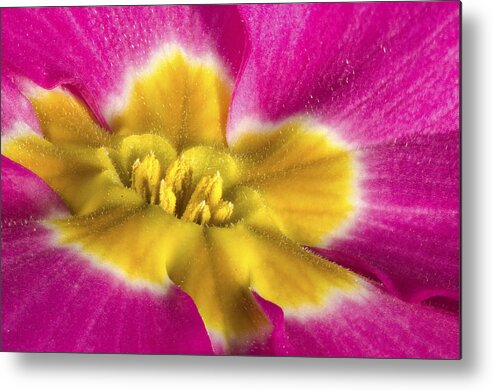 Flower Metal Print featuring the photograph Close up and personal with a Primrose by Jean Noren