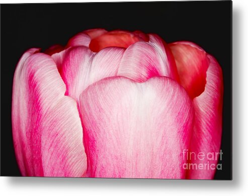 Close-up Metal Print featuring the photograph Close-up of a pink tulip by Nick Biemans