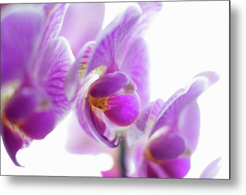 White Background Metal Print featuring the photograph Close Up Of Flower Petals by Redheadpictures