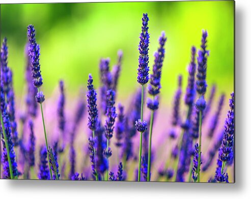 Purple Metal Print featuring the photograph Close-up Of Lavender Flowers In A Field by Spooh