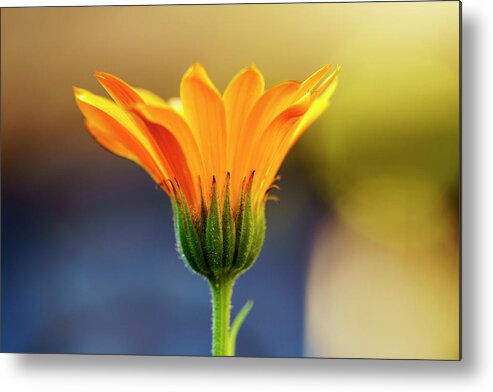 Detail Metal Print featuring the photograph Close Up Of Yellow Flower Blossoming by John Short