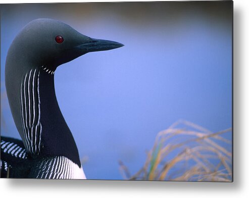 Light Metal Print featuring the photograph Close Up Portrait Of An Arctic Loon by Peter Mather