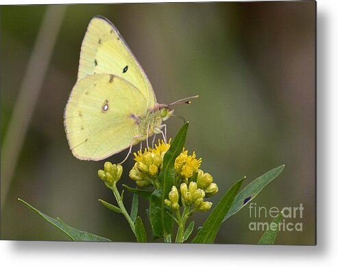 Wildlife Metal Print featuring the photograph Clouded Sulphur by Randy Bodkins
