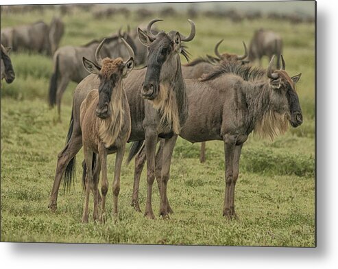 Gary Hall Metal Print featuring the photograph Clowns of the Serengeti by Gary Hall